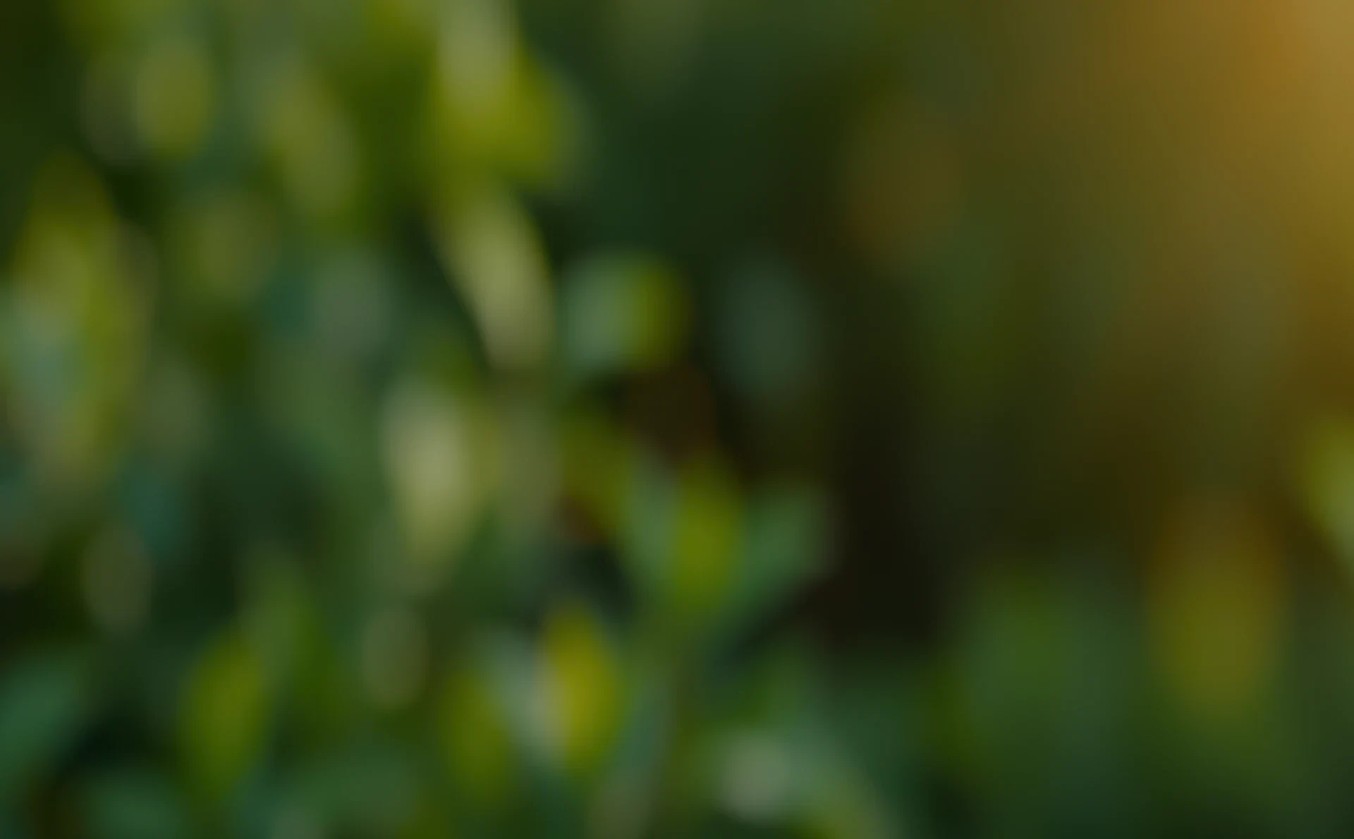 Blurred green foliage with warm sunlight creating a serene atmosphere.